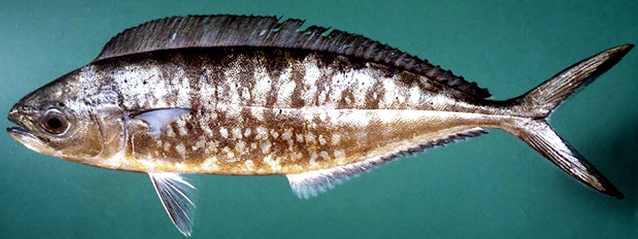 Coryphaena equiselis_03
